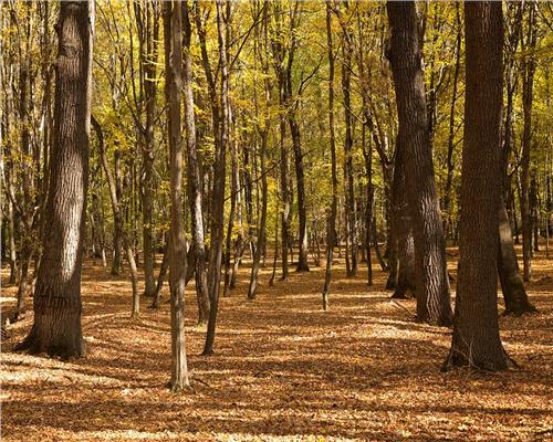 Se vinde PADURE de Stejar,  1.5 Ha, Poieni Schitu Duca